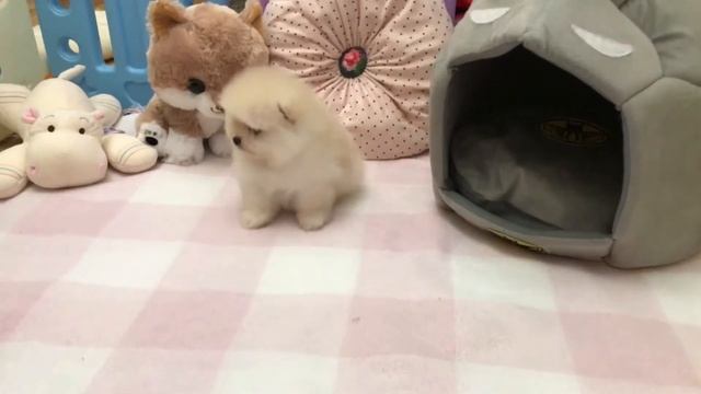 Шпиц Мальчик на продажу смотреть онлайн