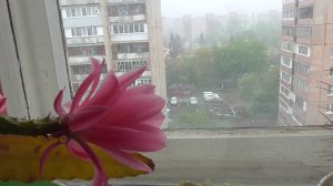 У меня цветёт кактус на подоконнике. Снег за окном, видео 27.04.2025 год