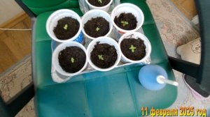 7 соток. Готовлюсь к дачному сезону . Ухаживаю за петуньей. 11 февраля 2025 год.