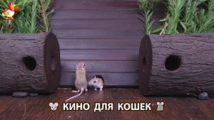 Видео для кошек про крысок развлекать питомцев 🐭🐀😂 (66)