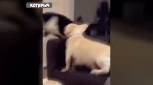 🐈_Не_ленивый,_а_энергосберегающий!😺_СМЕШНЫЕ_ЖИВОТНЫЕ😂_КОТЫ_и_СОБАКИ