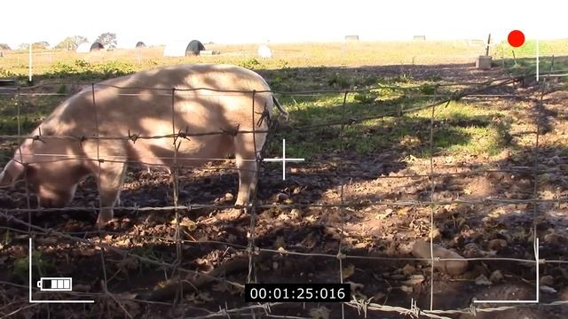 ЧЎЧҚА ГЎШТИНИ ҲАРОМ ДЕГАНЛАР КЎРСИН!!! смотреть онлайн