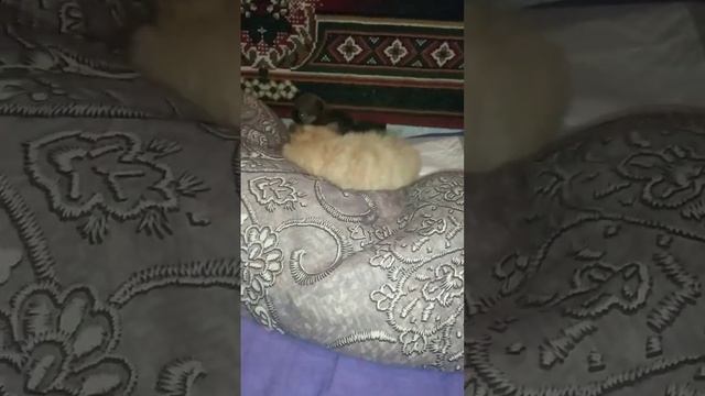 #продажа #щенки #померанскийшпиц #симферополь смотреть онлайн