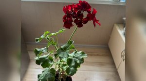 Пеларгония Caliope dark red