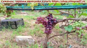 Парад сортов на 27.07.24 года - виноград КЛАСС  окрашивание, созревание ,характеристики.