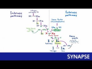 USMLE Step 1 - Вторичный гемостаз