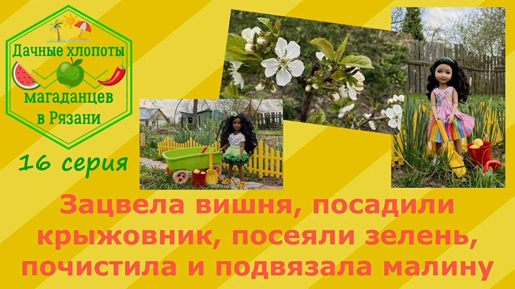 Дачные хлопоты магаданцев в Рязани. Зацвела вишня, посадили крыжовник, подвязала малину. 16 серия