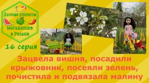 Дачные хлопоты магаданцев в Рязани. Зацвела вишня, посадили крыжовник, подвязала малину. 16 серия