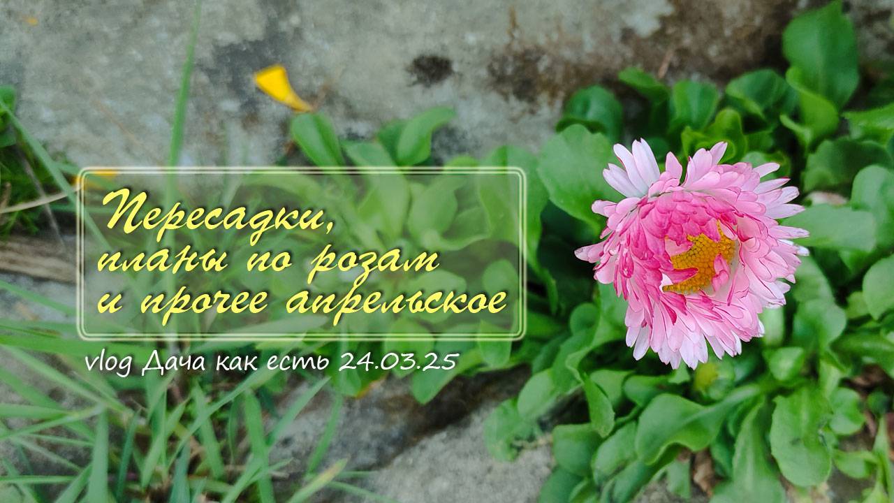 Что-то пересаживаю, цветник и планы по розам /  Vlog Дача как есть 24.04.2025