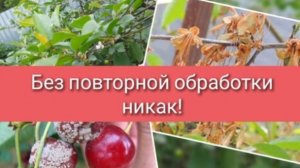 Обработка деревьев после цветения от болезней и вредителей