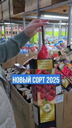 НОВЫЙ СОРТ ремонтантной малины.