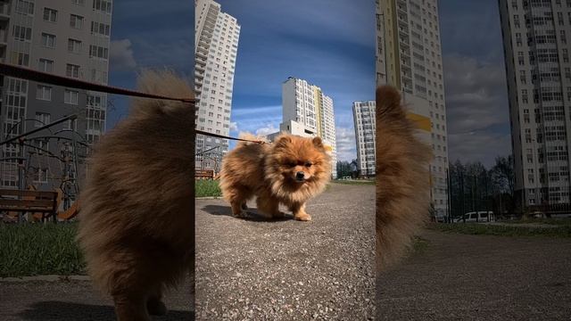 Шпиц.