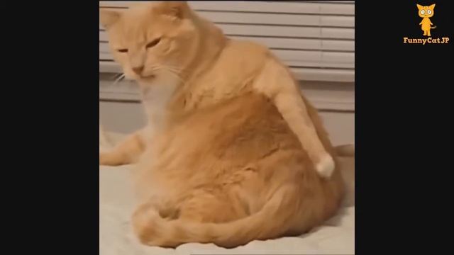 Шелудивый кот