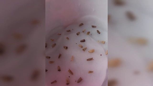 Проращивание семян Эхинацеи и Рудбекии