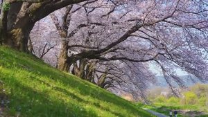 ВОССТАНОВЛЕНИЕ НЕРВНОЙ СИСТЕМЫ 🌿 Нежная музыка, успокаивающая нервную систему и расслабляющая разум