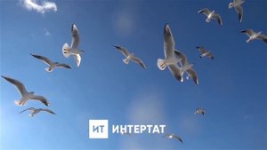 Дәниф Шәрәфетдинов, "Акчарлагым"
