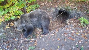 Мечок се подготвя за зимен сън 6