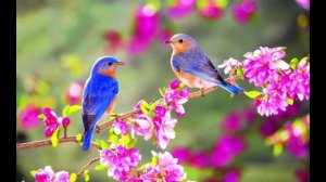 СЕВАК МЕЛИКЯН- ВЕСНА.mp4