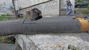 Кот на трубах смотрит