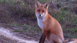 Лесной житель,встречает на закате.