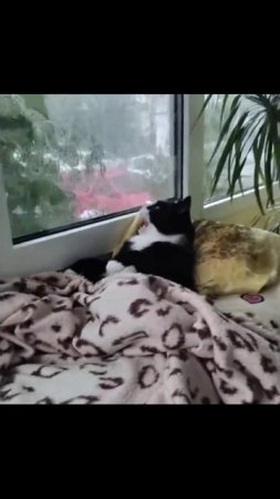 Котики (35)