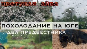 Жизнь на юге/Хутора под Майкопом/ Холода вернулись/С днем рождения/ 27.04.2025/