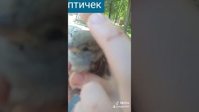 2019-08-09-без звука про воробушка