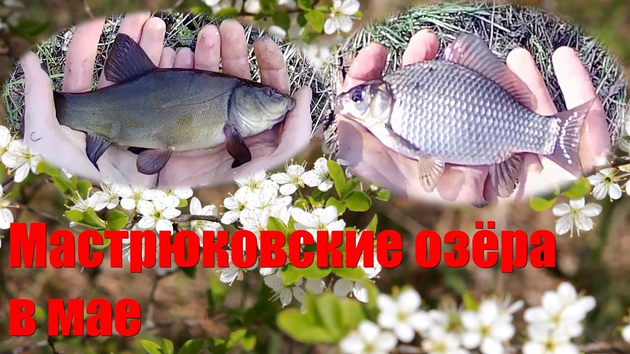 Рыбалка в Самаре. Май. Озеро Давыдово. Линь и карась.