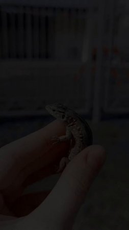 Прогулка с питомцами❤️