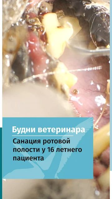 Чистка зубов смотреть онлайн