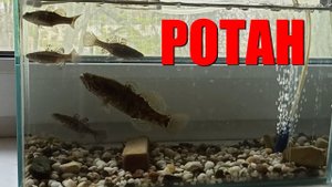 Ротан в аквариуме. Запускаем молодь, выпускаем крупного ротана Норберта