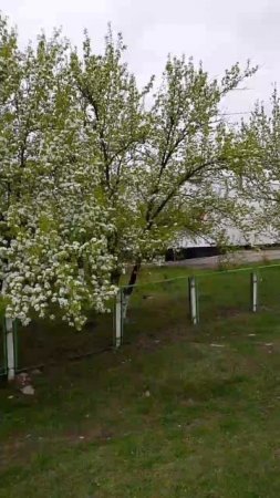 Весна расцвела