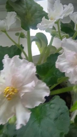 Домашние 🌸🌺🌻🌹🌷🌼💐цветы. Что посадить дома 🍀