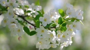 румнур по эстэтичному домику