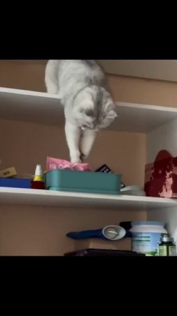 Котики (28)