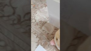 Игра в креветку