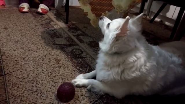 Любимая полка шпица смотреть онлайн