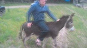 Прикол Ваша лошадь тихо ходит