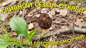 ГРИБНОЙ СЕЗОН ОТКРЫТ | СОБИРАЕМ И ГОТОВИМ ВКУСНЕЙШИЕ СМОРЧКИ | АПРЕЛЬ 2025