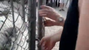 Не лезь, дебил, она тебя сожрёт, American  Edition