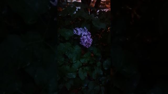 Сирень красавица