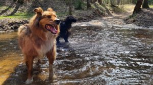 Пеший поход выходного дня с собаками