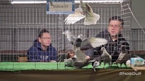 #голуби #хорошеенастроение #usa  Выставка голубей штат Конектикут США  ..почтовые с бумагами!