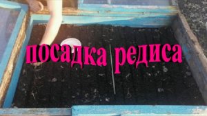 Посадка редиса в подготовленный парник
