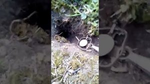 Ловля хомяков часть 2