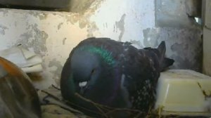 московские голуби вылупился