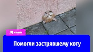 Спасатели достали застрявшего в заборе кота в селе Мысхако