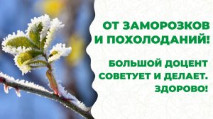 Что делать, грядут заморозки! Большой доцент Андрей Пугин дает практические советы.