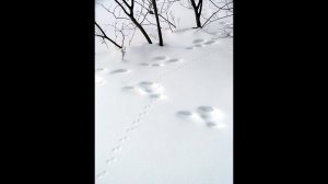 Полем-лесом, лесом-полем, конец февраля 2024г. Часть первая.