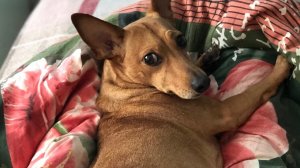 ЧТО СЛУЧИЛОСЬ С АЛЬМОЙ